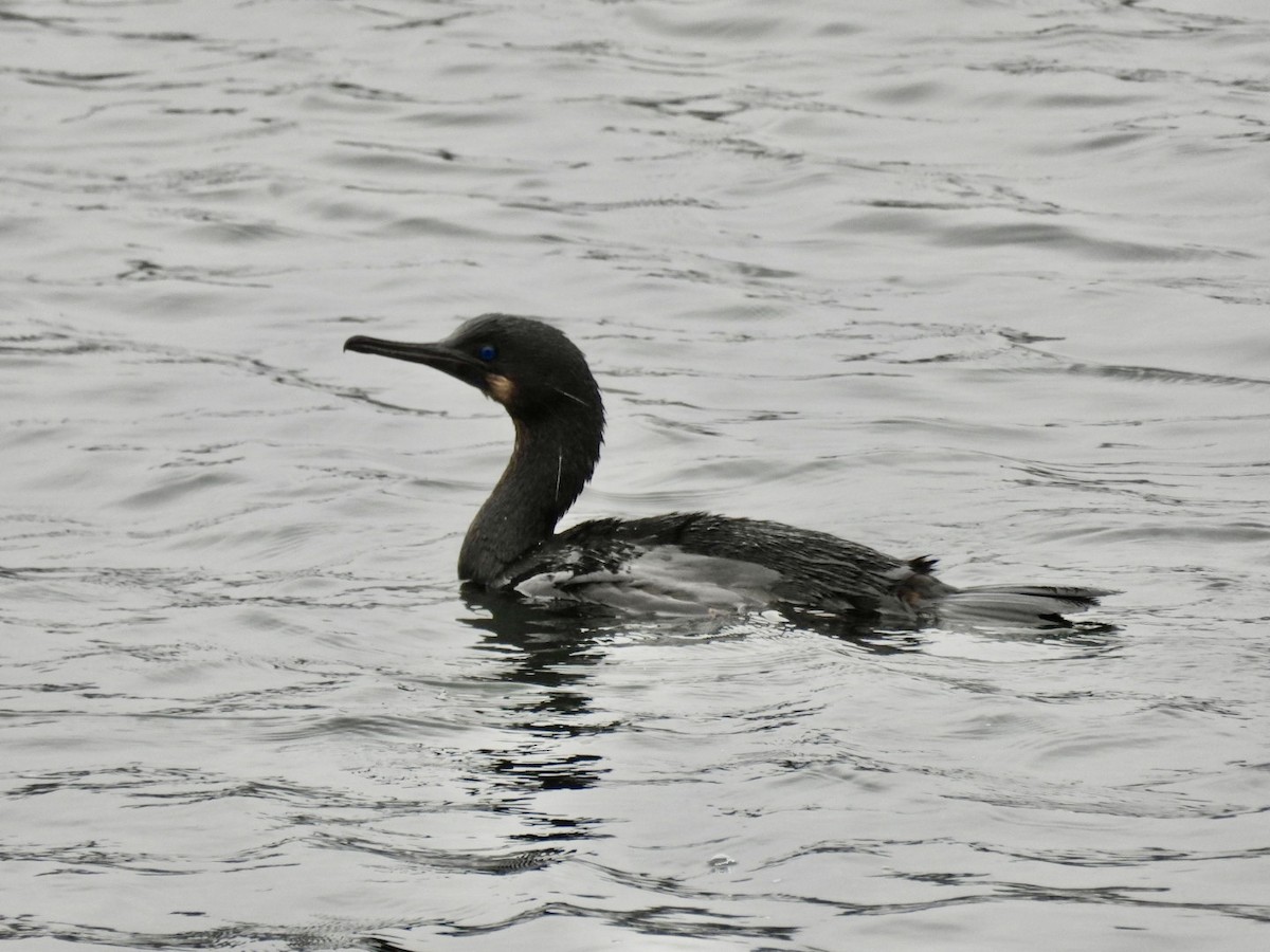 Brandt's Cormorant - ML619708262