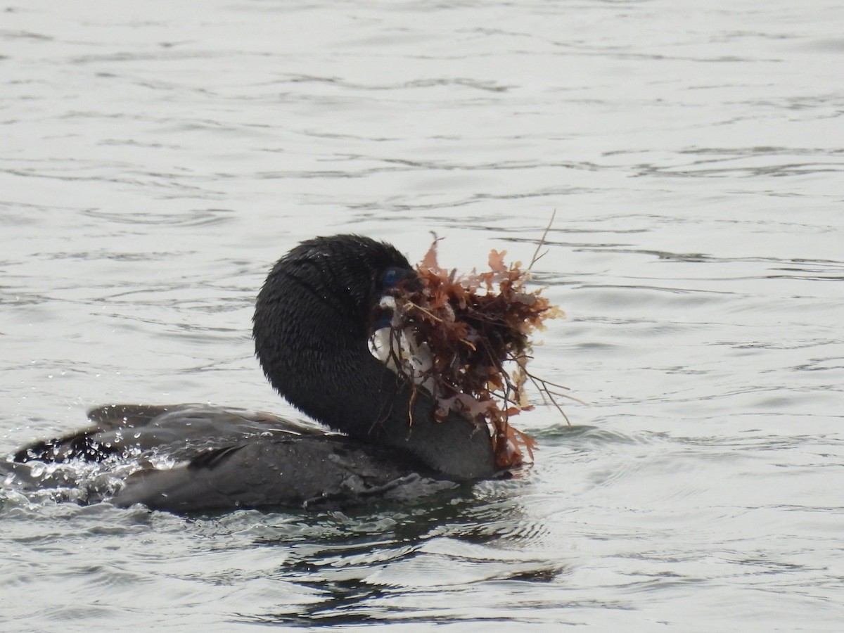 Brandt's Cormorant - ML619708263