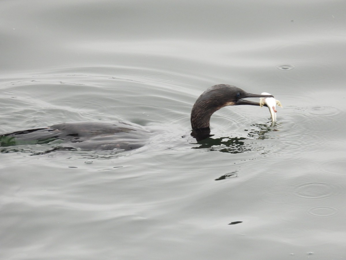 Brandt's Cormorant - ML619708265