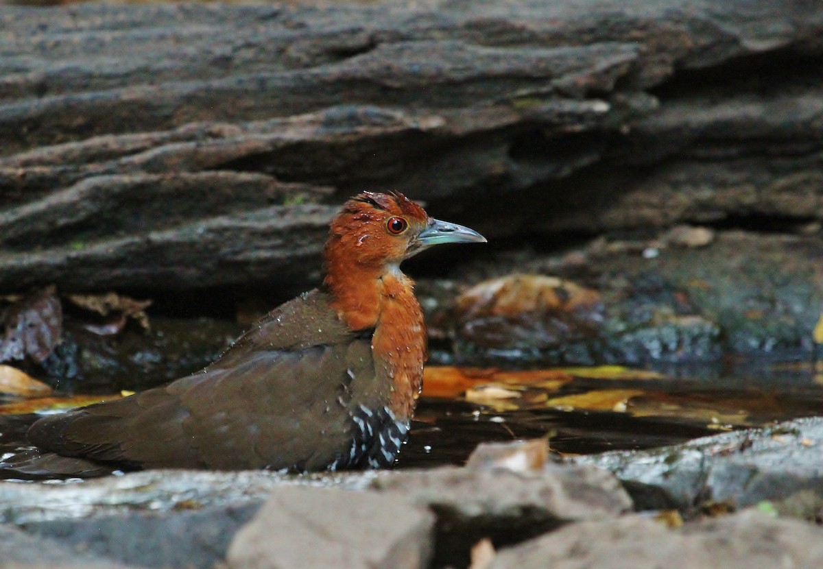 Slaty-legged Crake - ML619708269