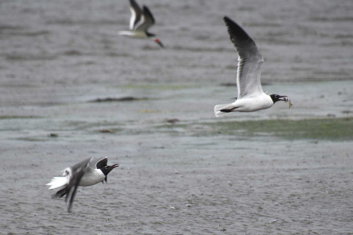 Laughing Gull - ML619708300