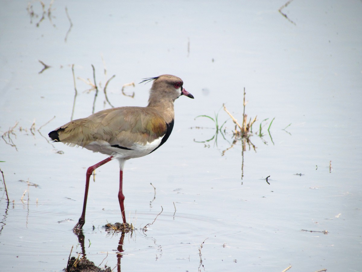 Southern Lapwing - ML619708301