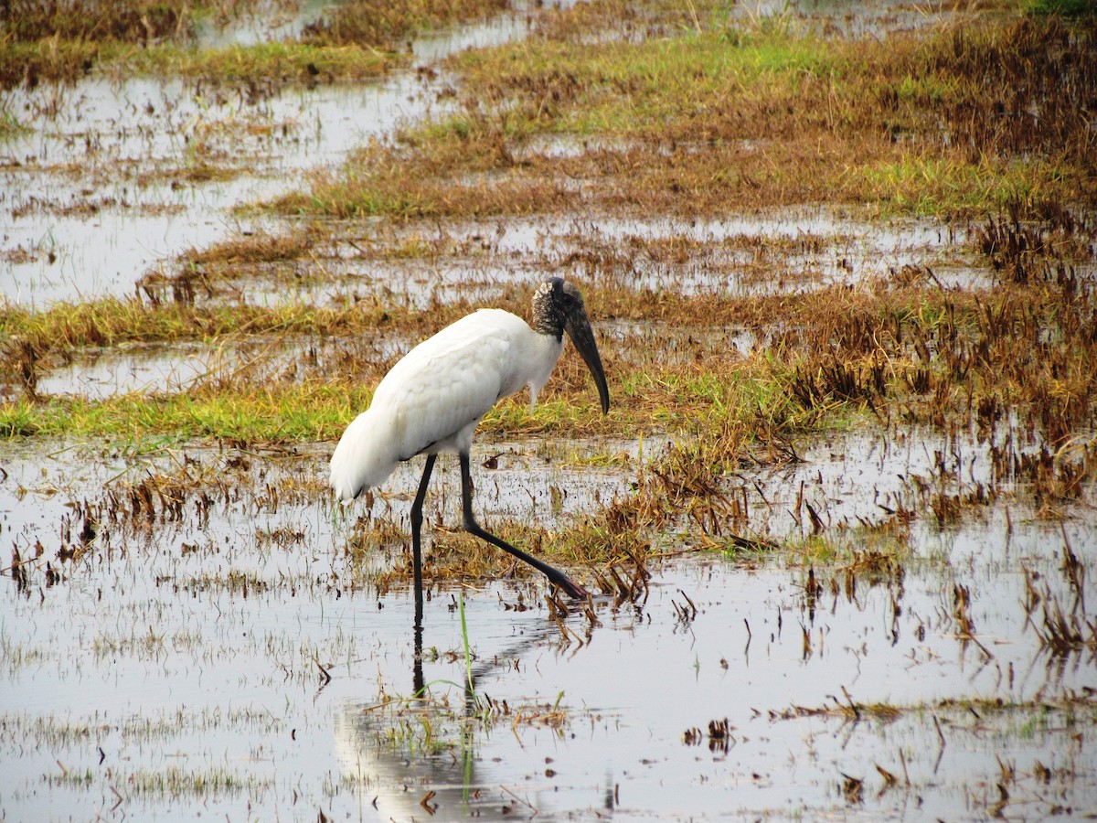 Wood Stork - ML619708325