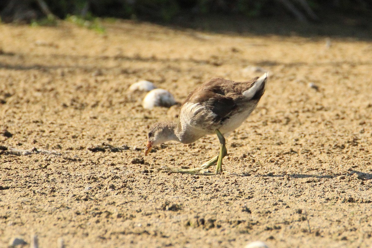 Common Gallinule - ML619708326