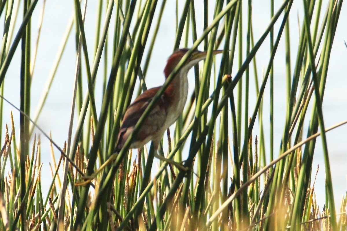 Least Bittern - ML619708345