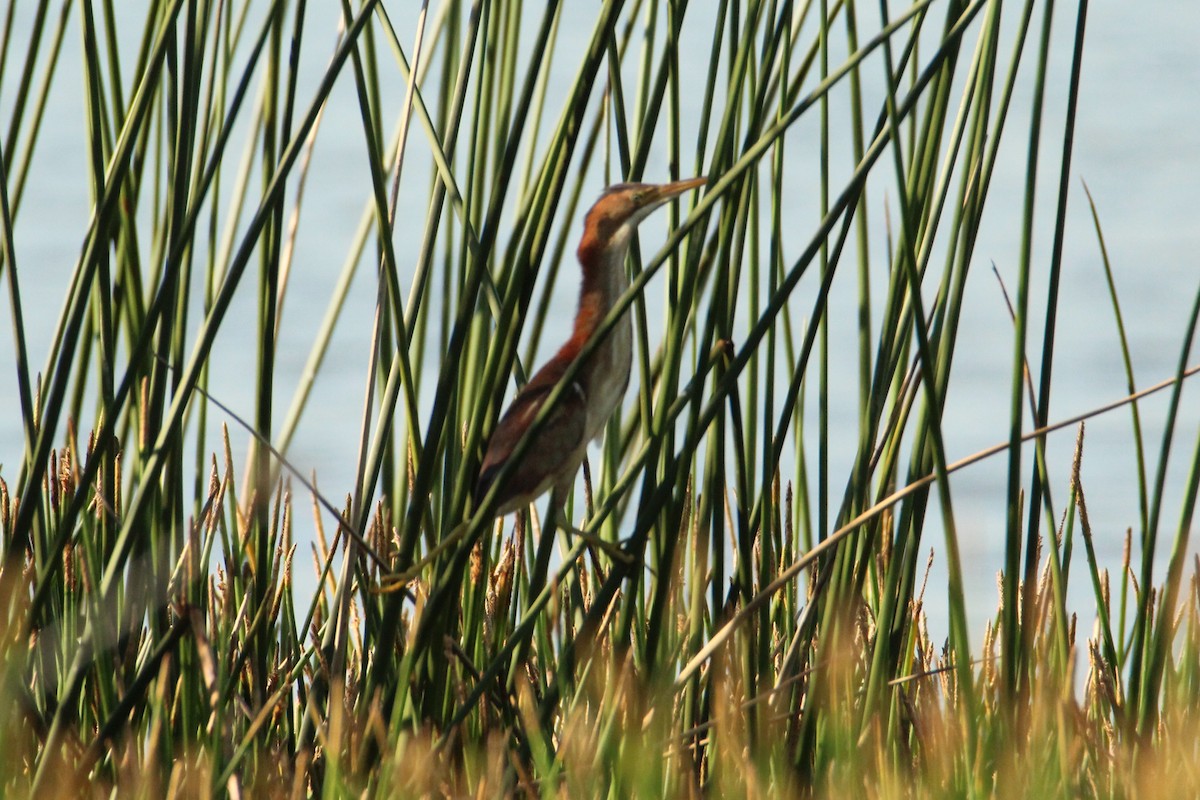 Least Bittern - ML619708351