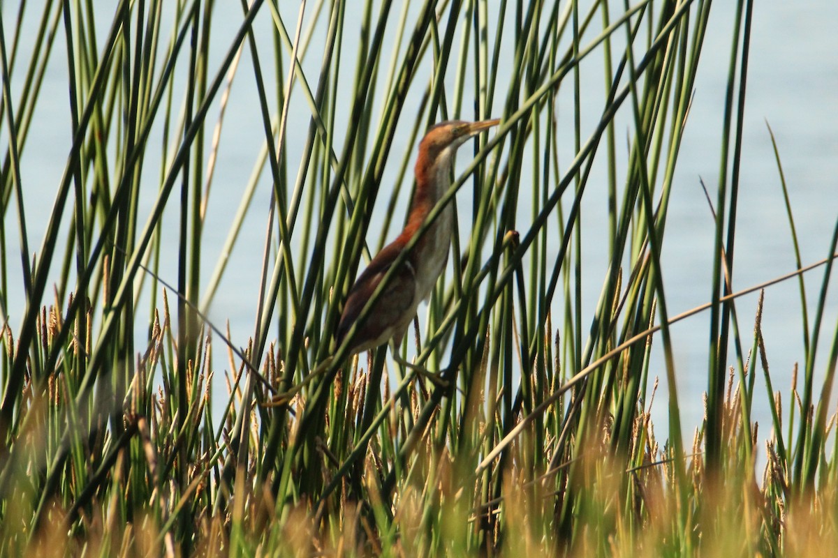 Least Bittern - ML619708355