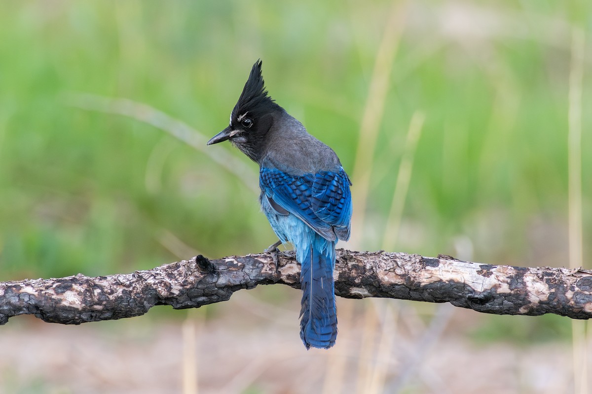 Steller's Jay (Southwest Interior) - ML619708358