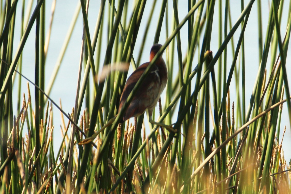 Least Bittern - ML619708360