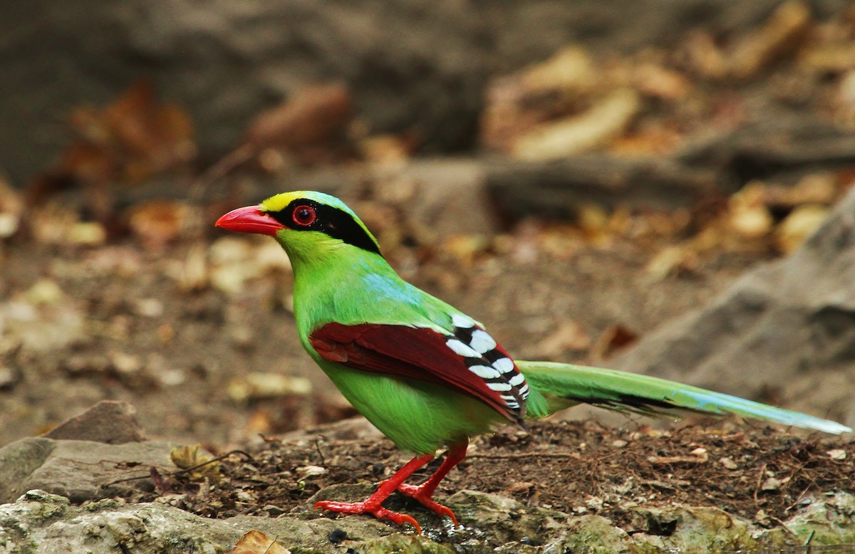 Common Green-Magpie - ML619708370