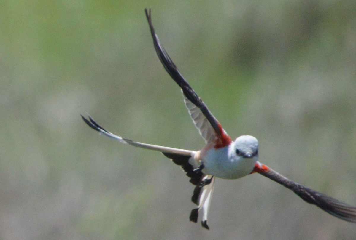 Scissor-tailed Flycatcher - ML619708372