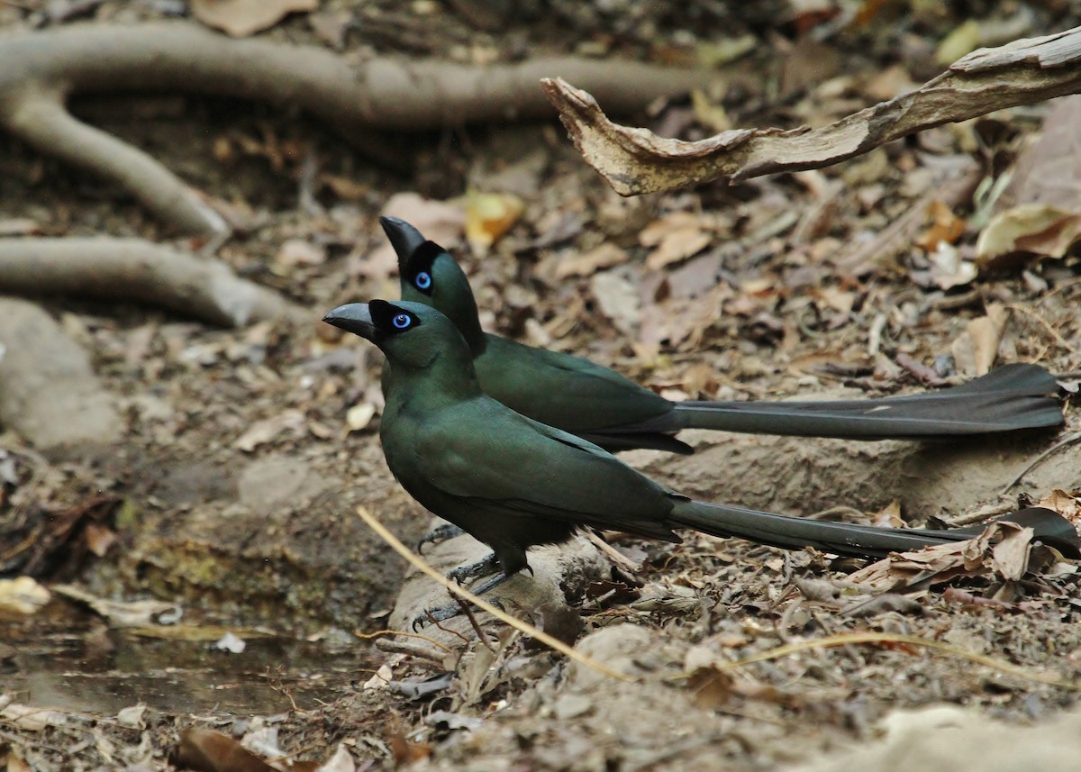 Racket-tailed Treepie - ML619708377