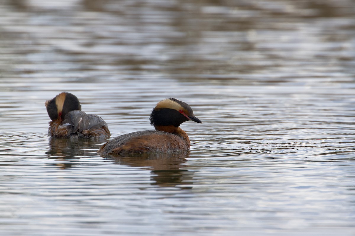 Horned Grebe - ML619708389