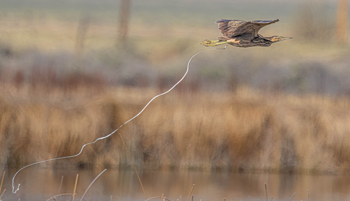 American Bittern - ML619708390