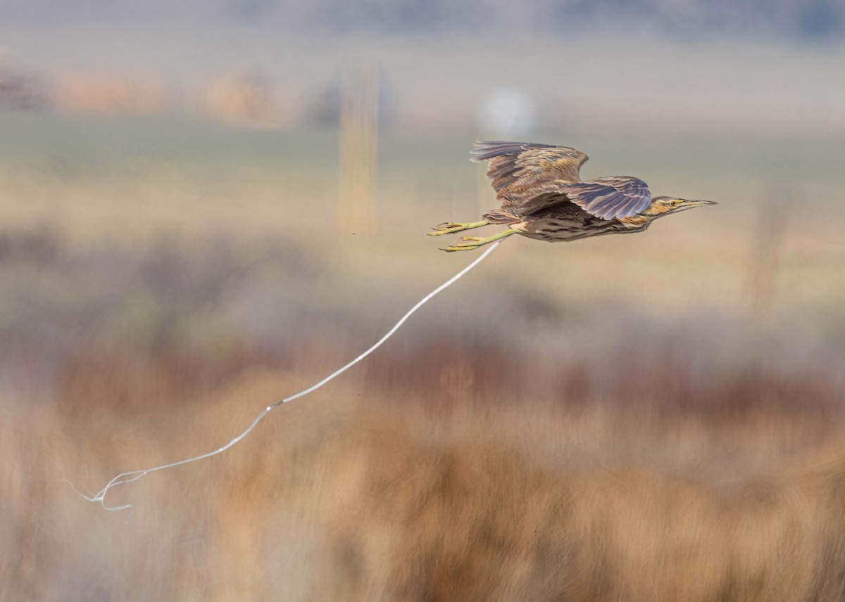 American Bittern - ML619708391