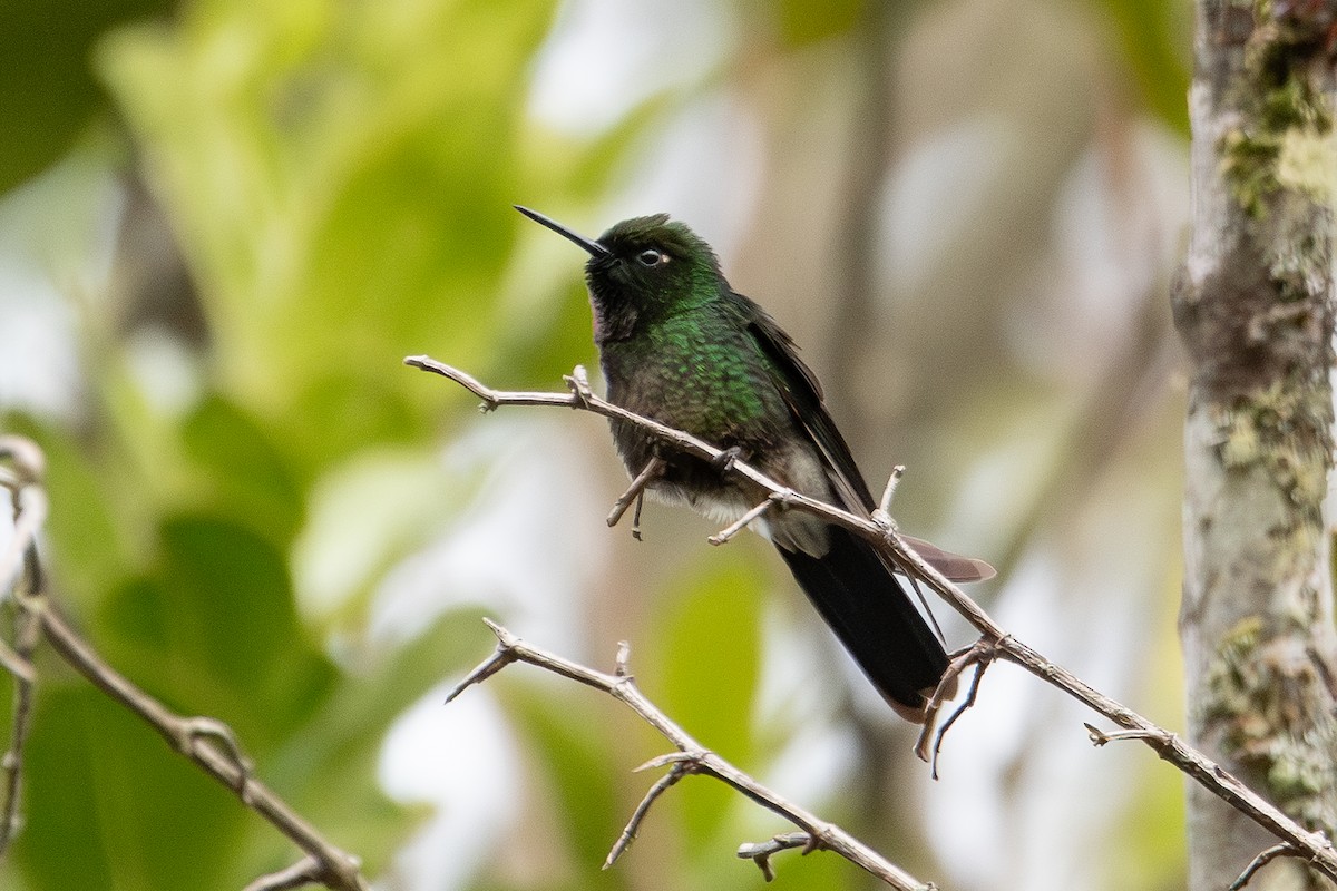 Colibrí Turmalina - ML619708412