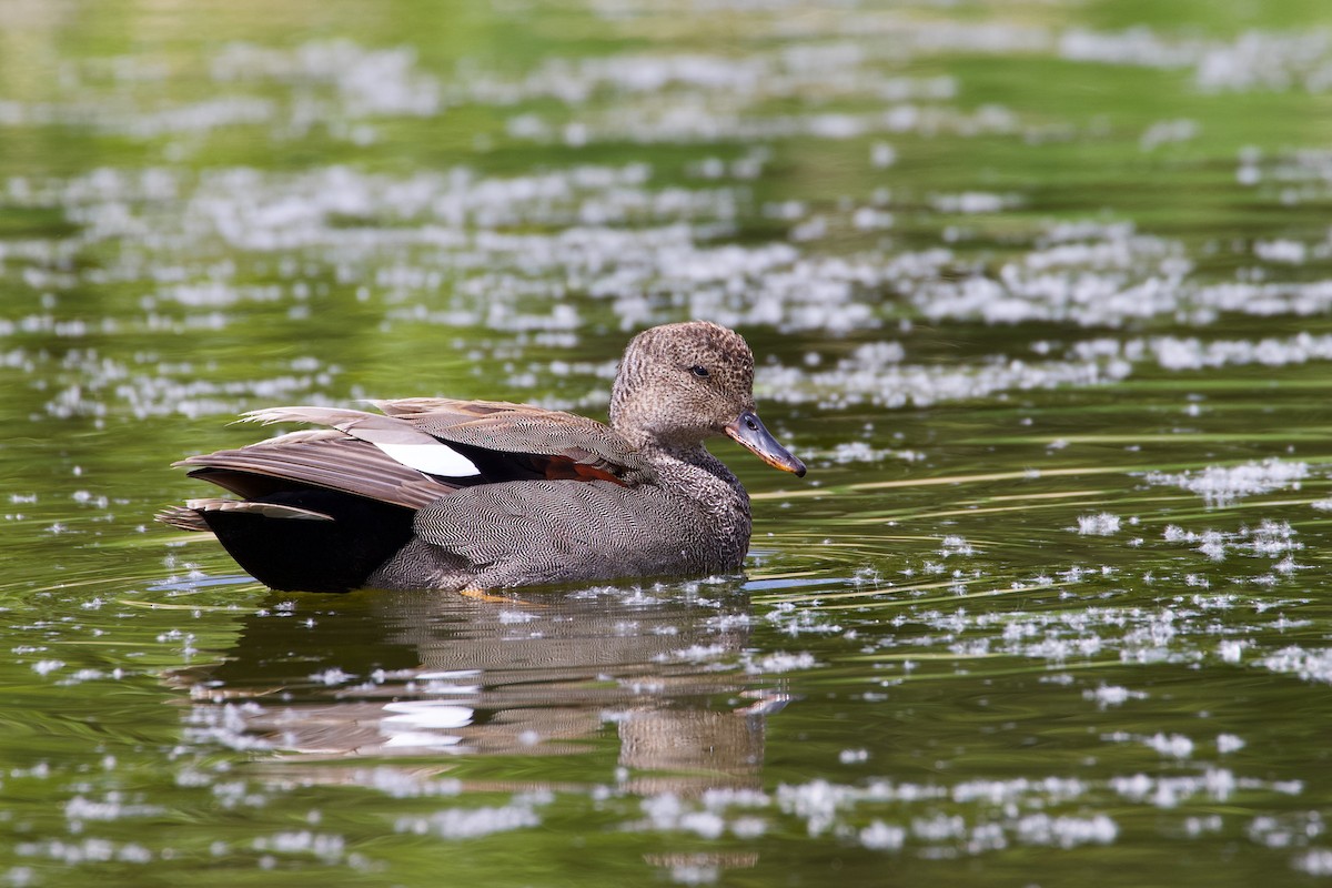 Canard chipeau - ML619708415