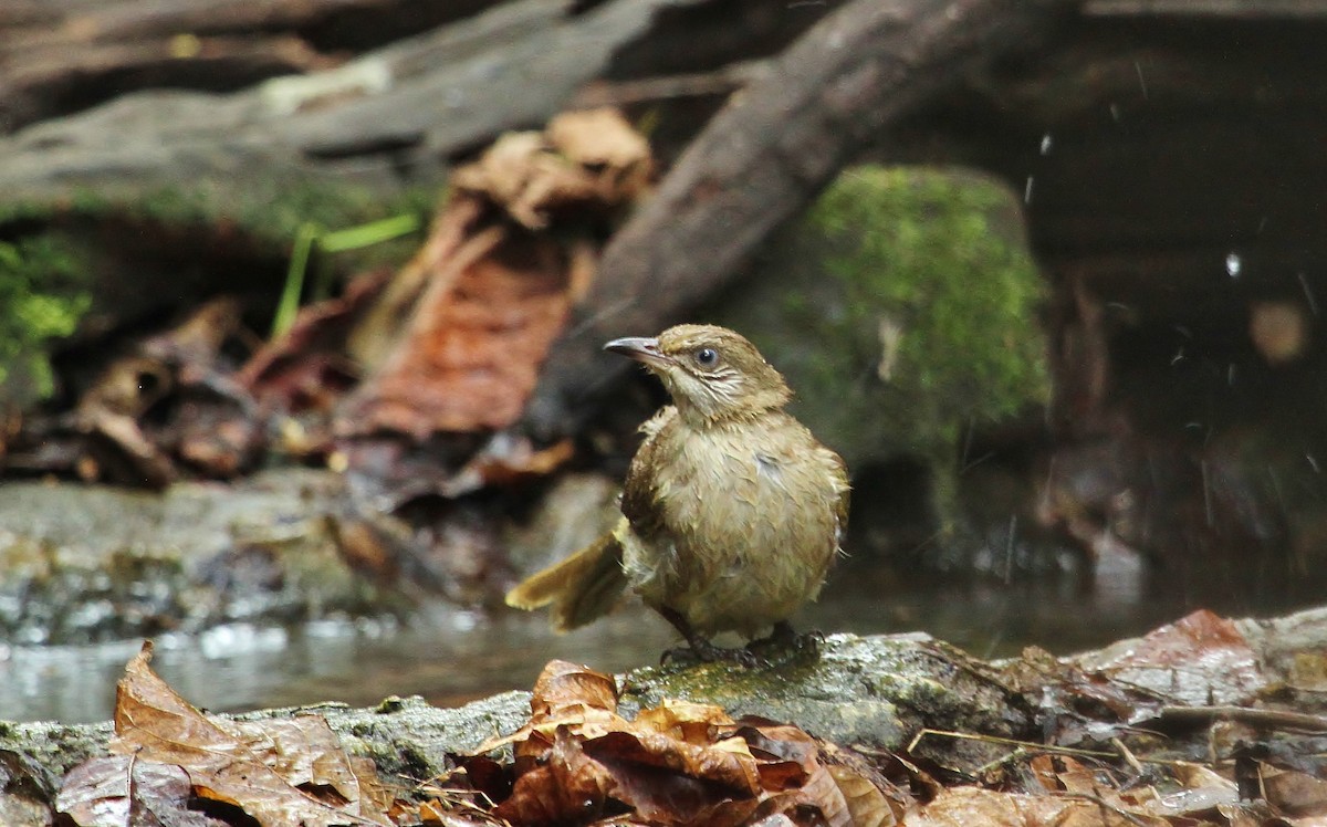 Streak-eared Bulbul - ML619708420