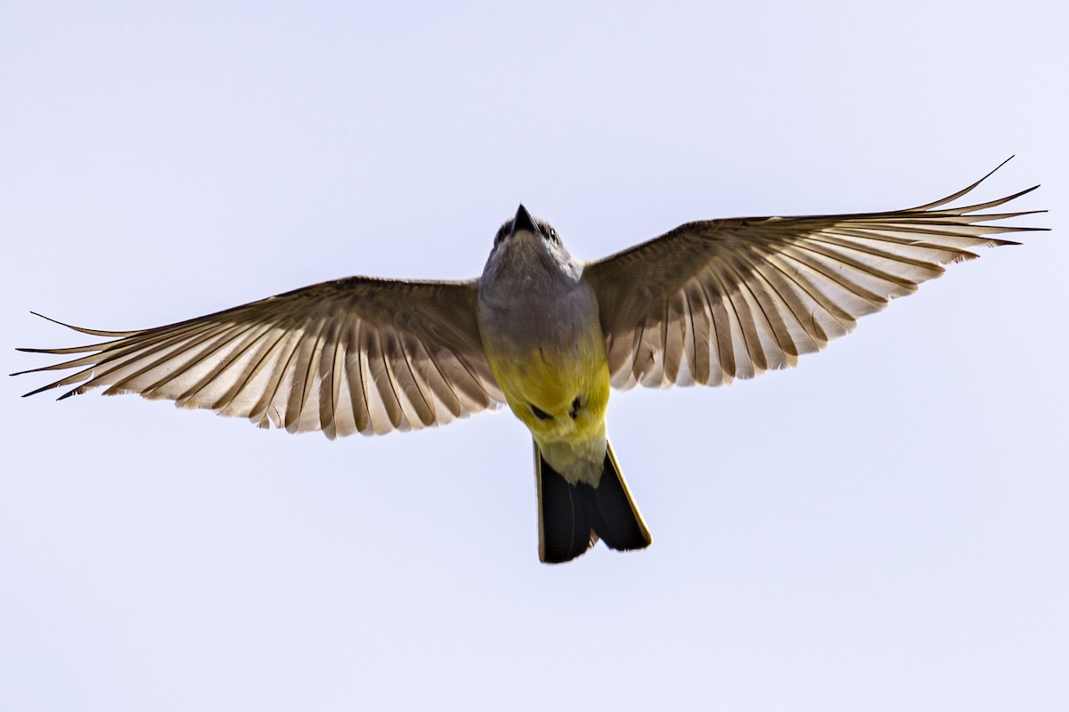 Western Kingbird - ML619708427