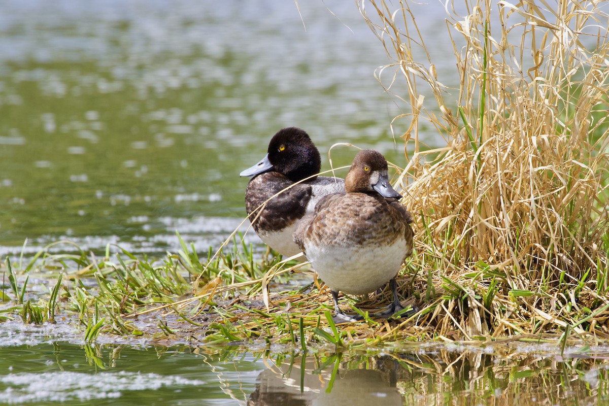 Lesser Scaup - ML619708444