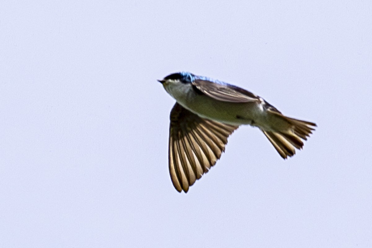 Tree Swallow - ML619708445