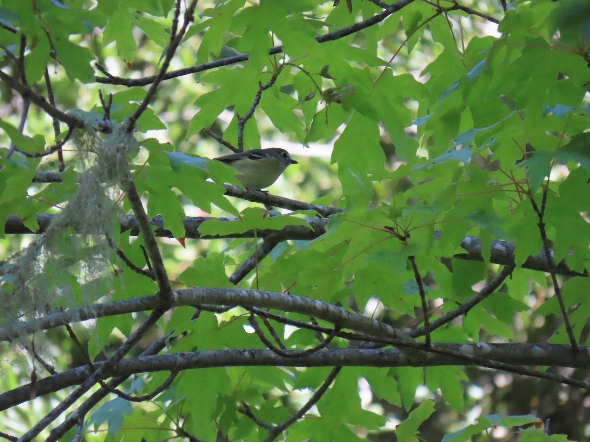 Cassin's Vireo - ML619708452