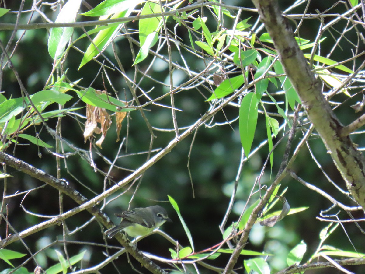 Cassin's Vireo - ML619708453