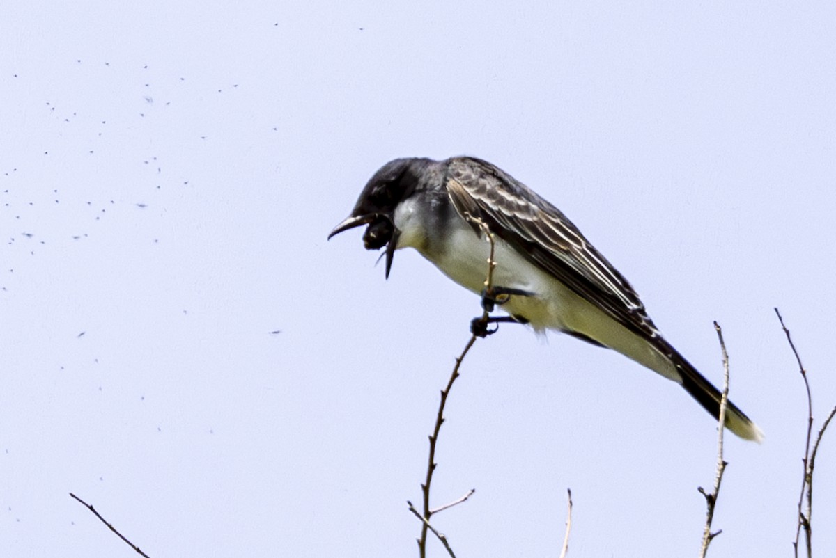 Eastern Kingbird - ML619708466