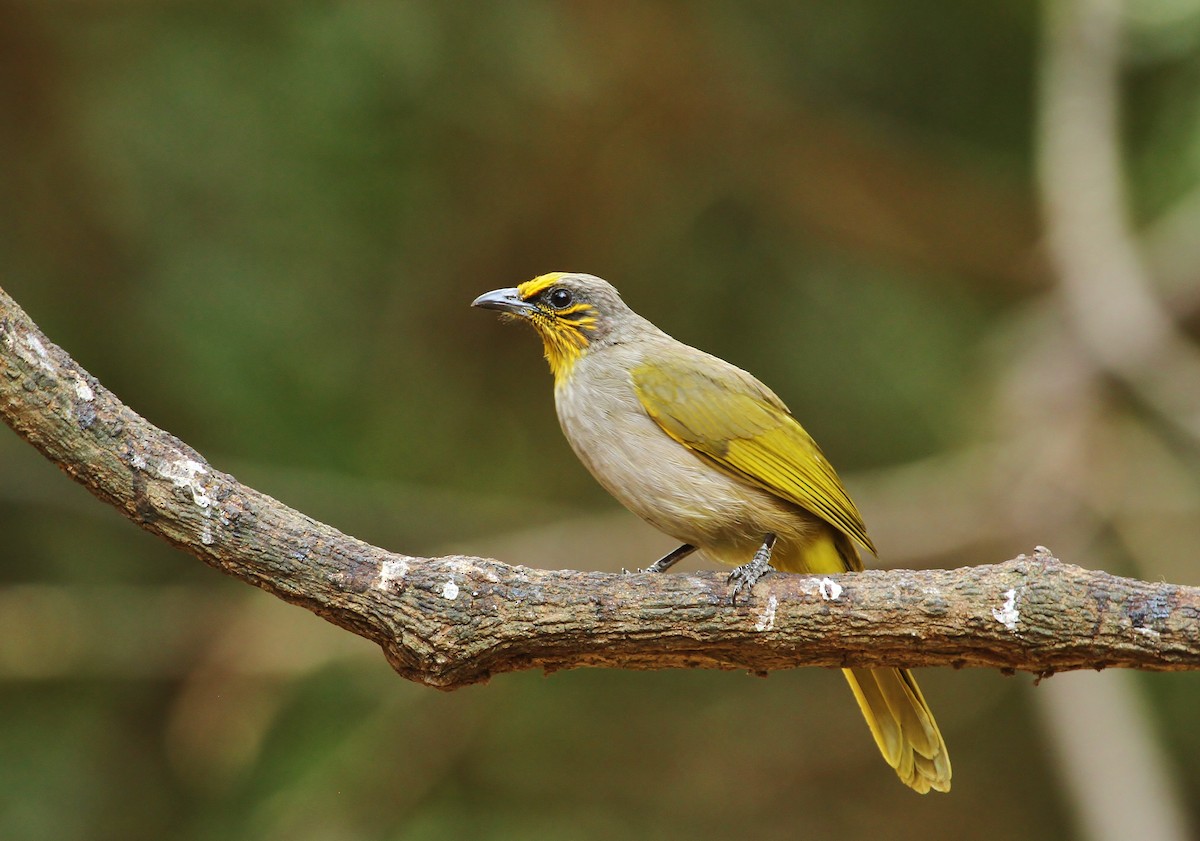 Stripe-throated Bulbul - ML619708472