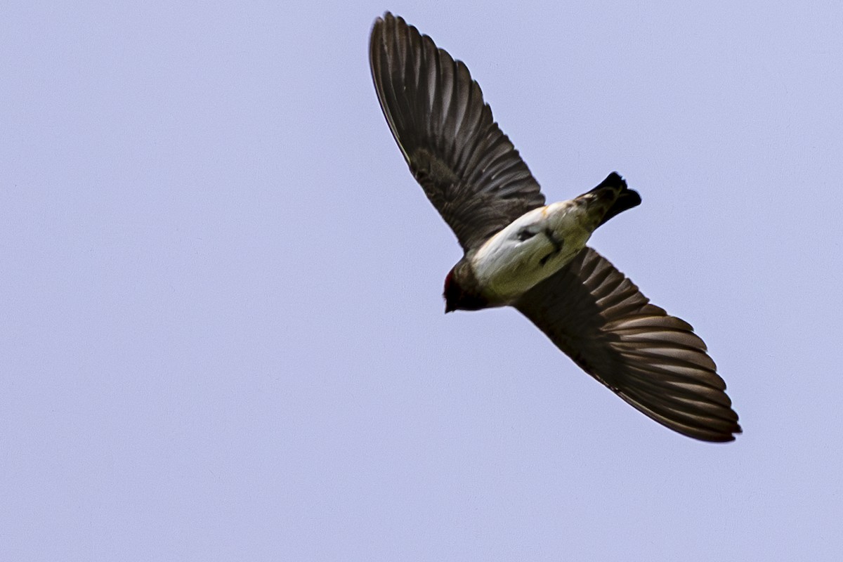 Cliff Swallow - ML619708474