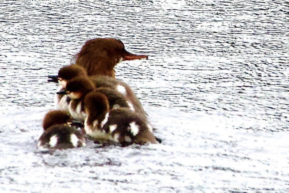 Common Merganser - ML619708485