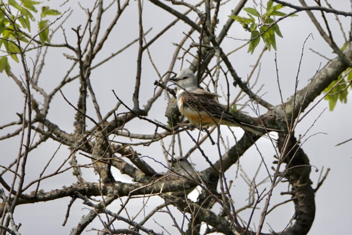 Scissor-tailed Flycatcher - Rita Johnston