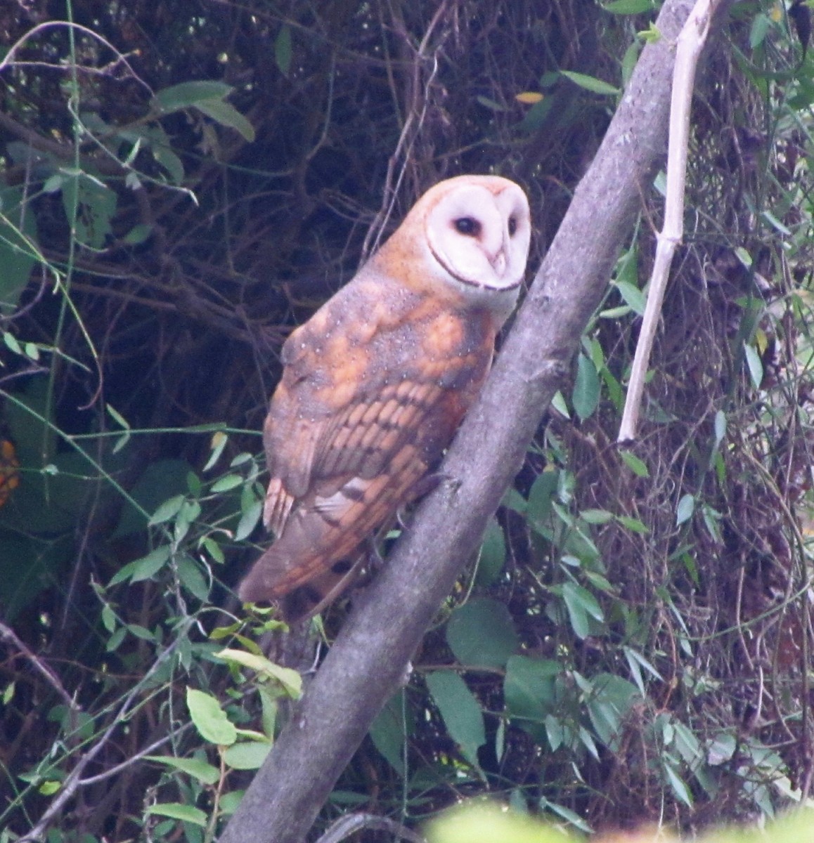 Barn Owl - ML619708525