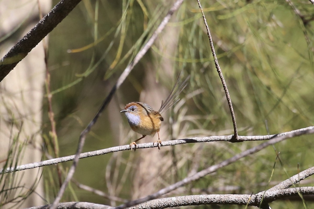 Southern Emuwren - ML619708529