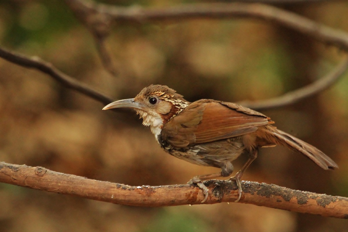 Large Scimitar-Babbler - ML619708545