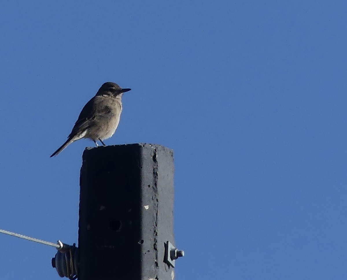 White-tailed Shrike-Tyrant - ML619708550