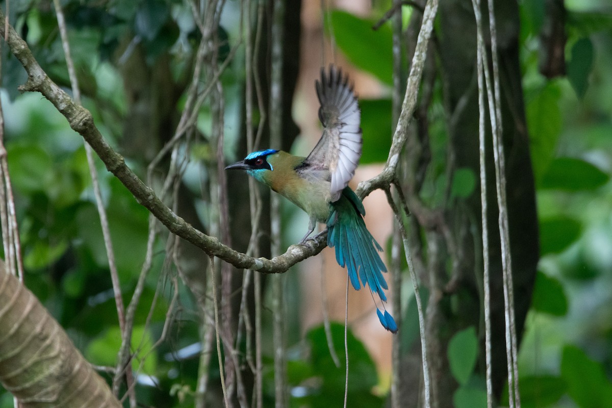 Lesson's Motmot - ML619708573