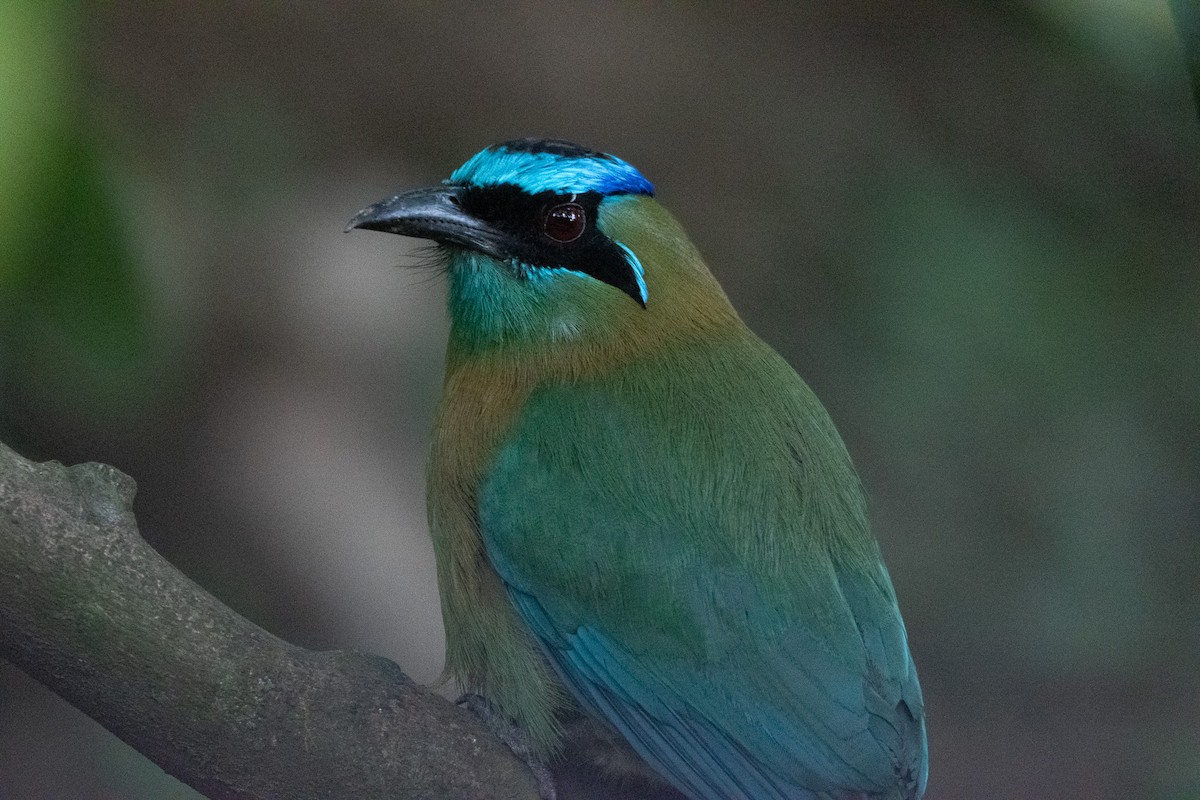 Diademmotmot - ML619708576