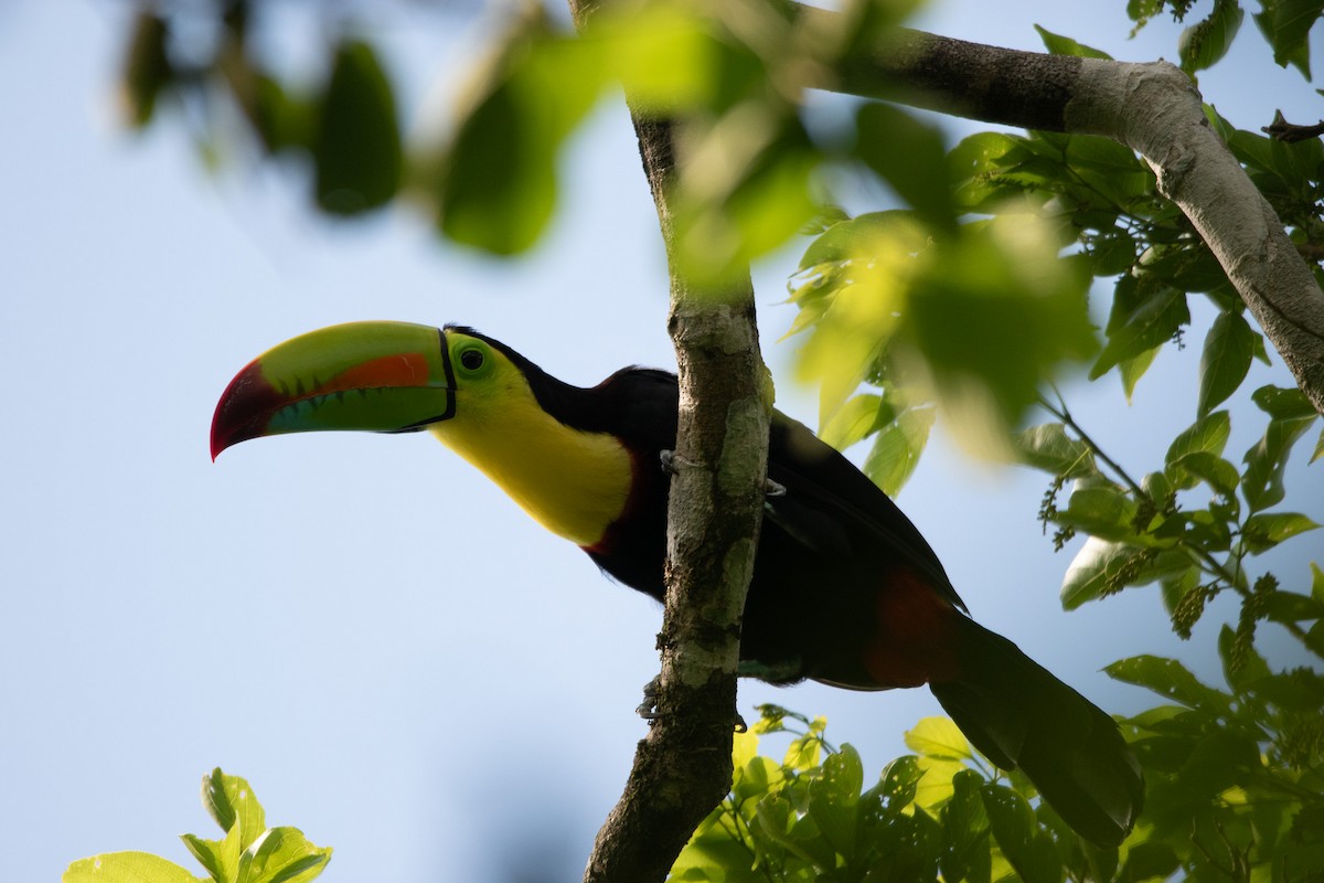 Keel-billed Toucan - ML619708581