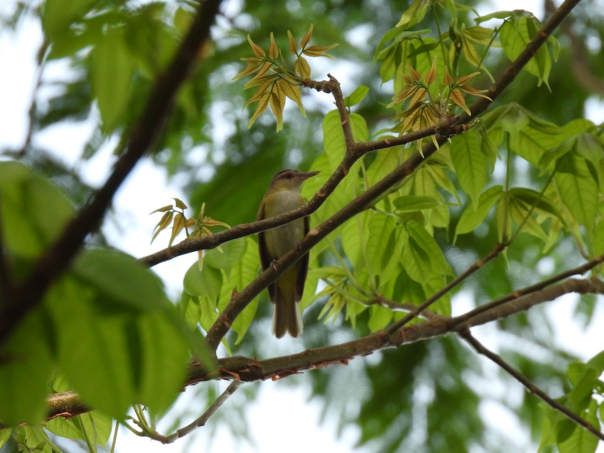 Gelbflankenvireo - ML619708587