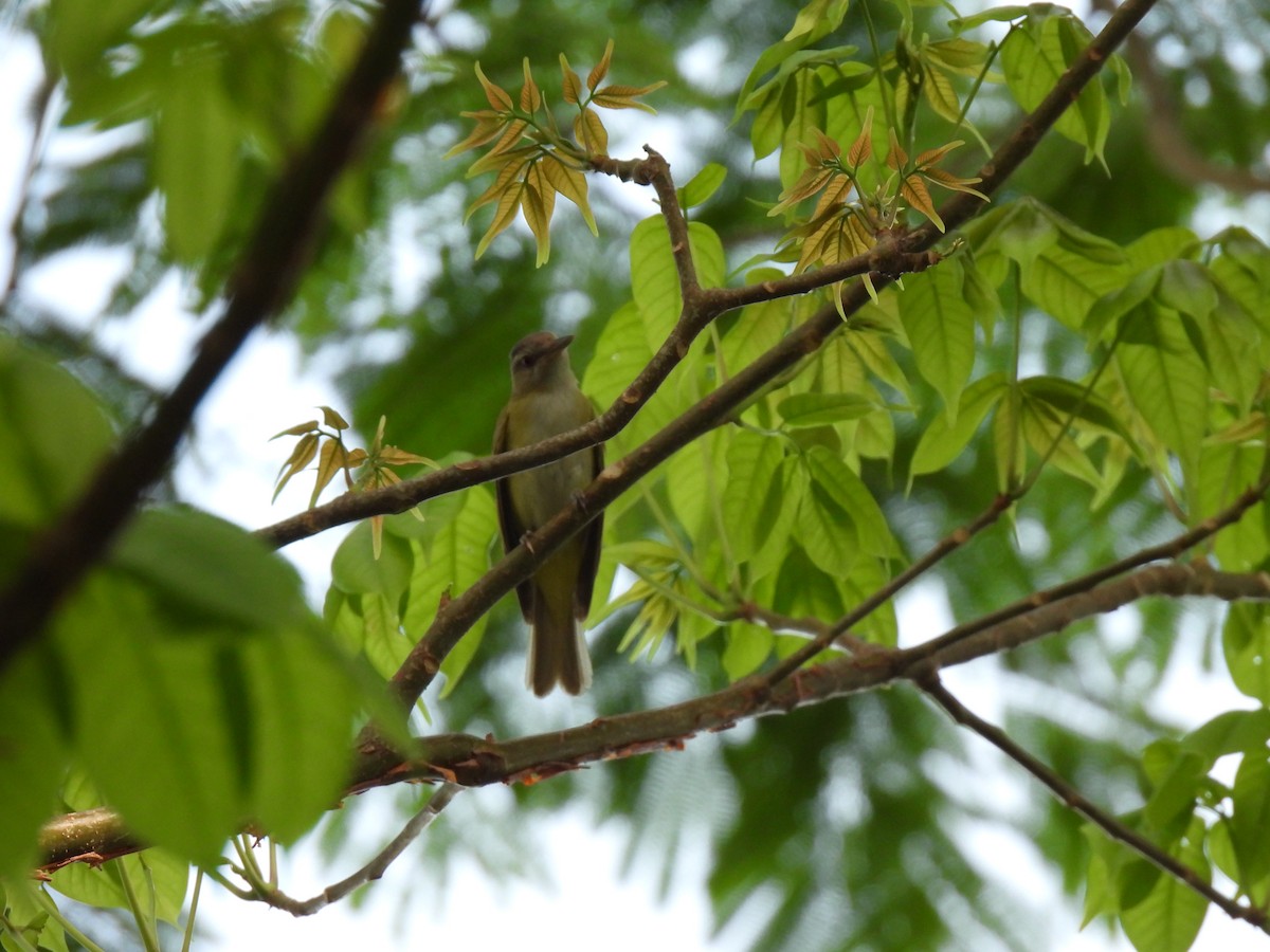 Gelbflankenvireo - ML619708588