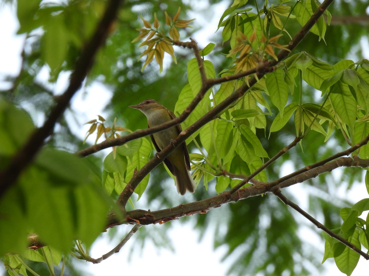 gulsidevireo - ML619708589