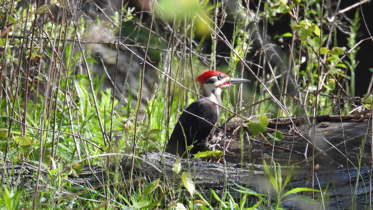 Pileated Woodpecker - ML619708595