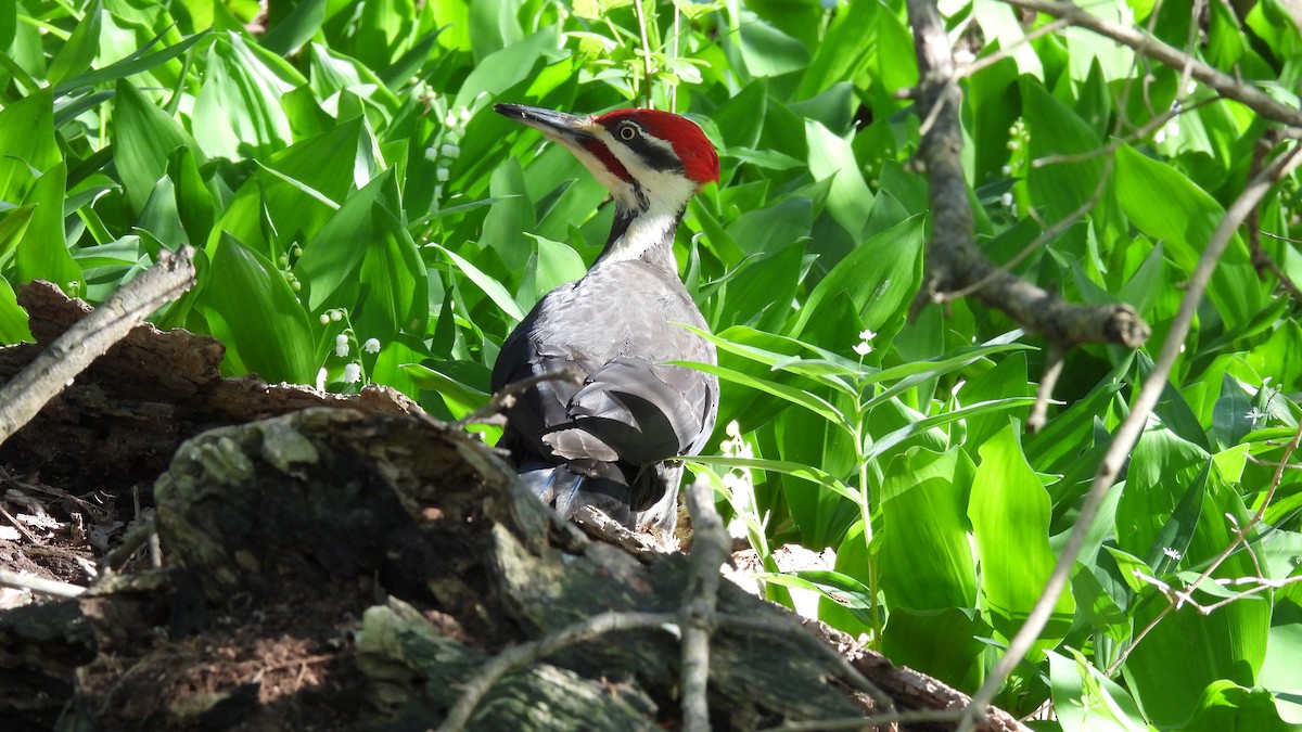 Pileated Woodpecker - ML619708596