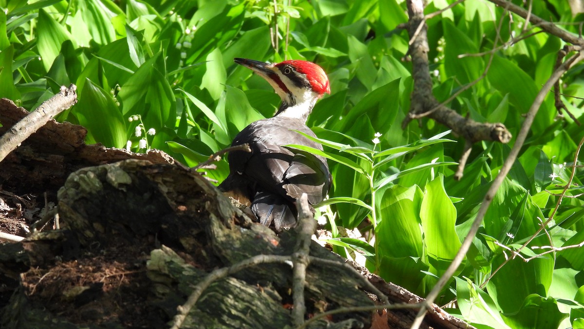 Pileated Woodpecker - ML619708598