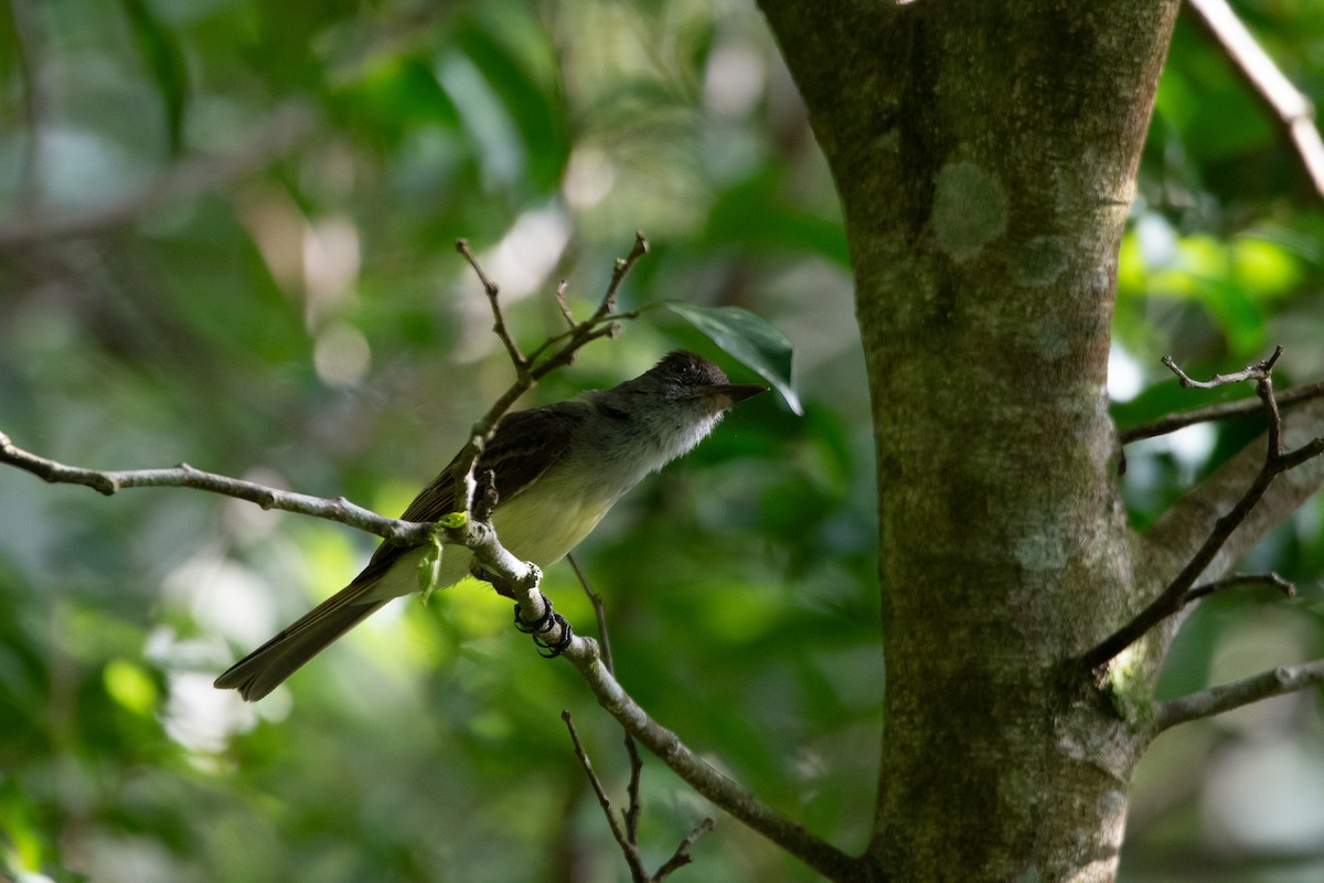 Dusky-capped Flycatcher - ML619708599