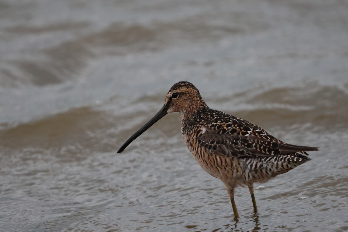 Long-billed Dowitcher - ML619708601