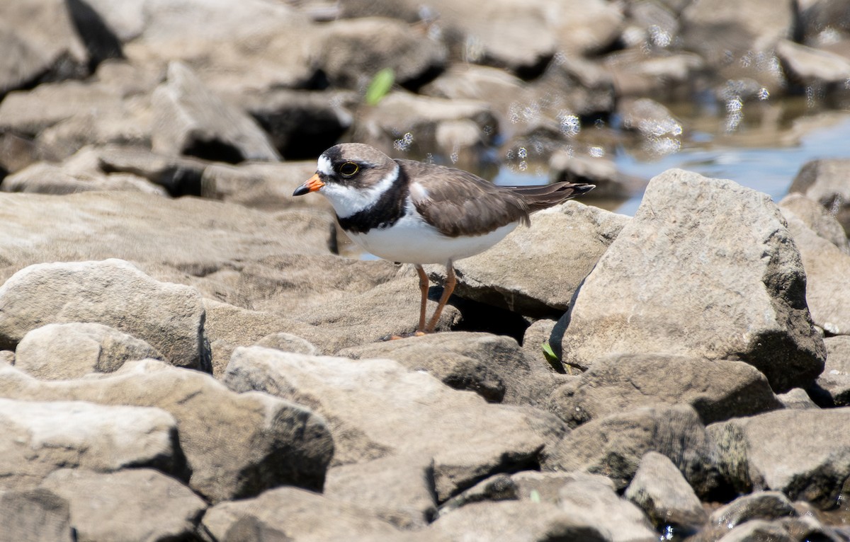 Semipalmated Plover - Demelza and Josh Larson