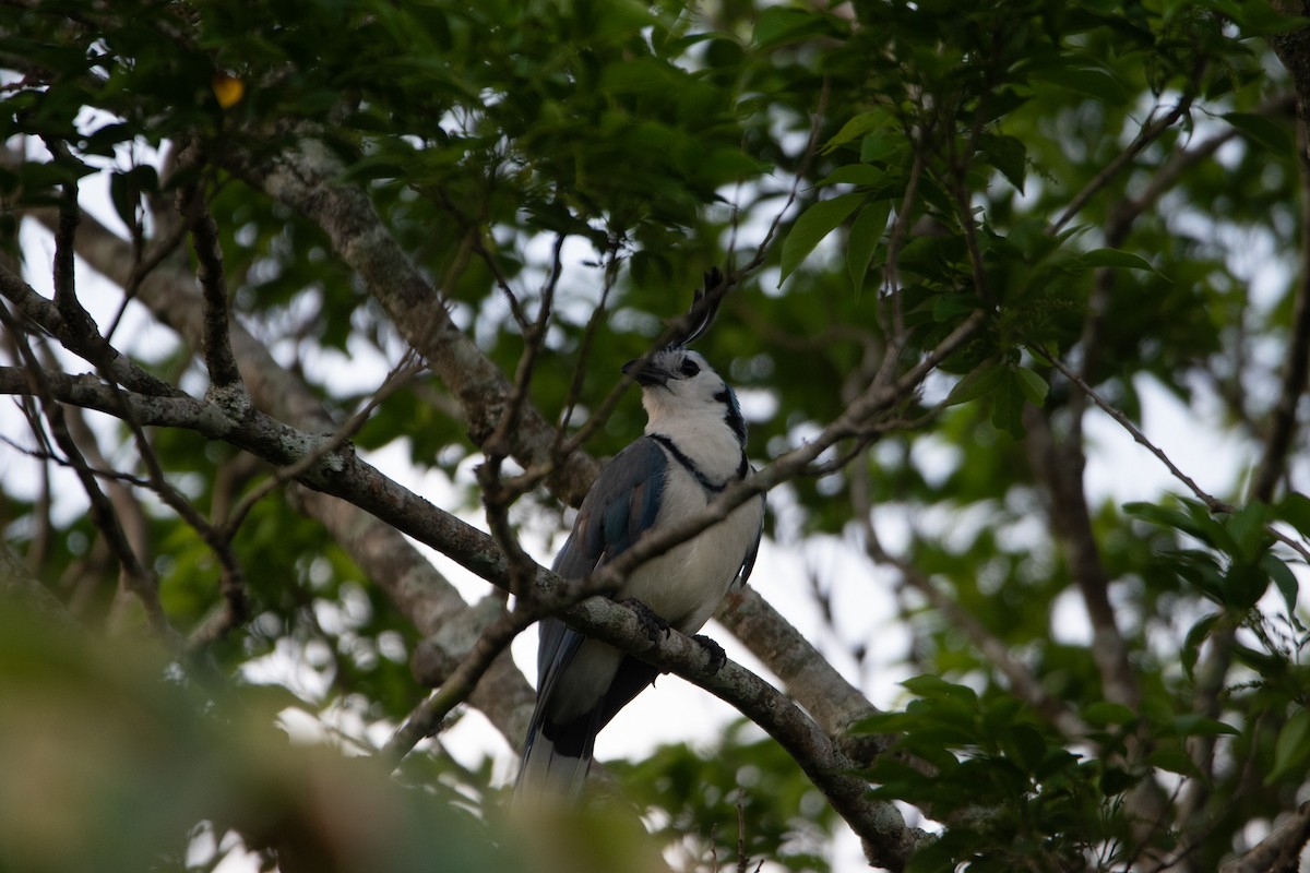 White-throated Magpie-Jay - ML619708614