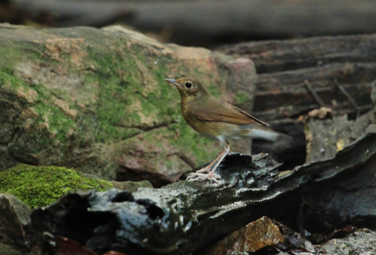 Siberian Blue Robin - ML619708624